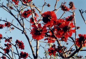 Coral_tree