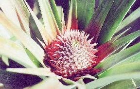PINEAPPLE BUD